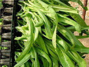 中農(nóng)共信有機瓜菜工廠加盟費多少 國家有沒有資金補助